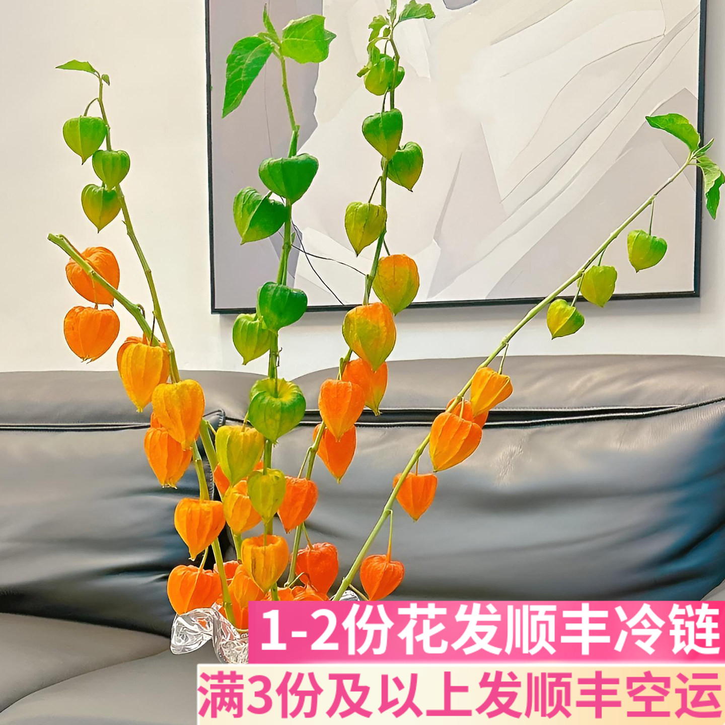 酸浆果鲜花灯笼果鲜切花图片