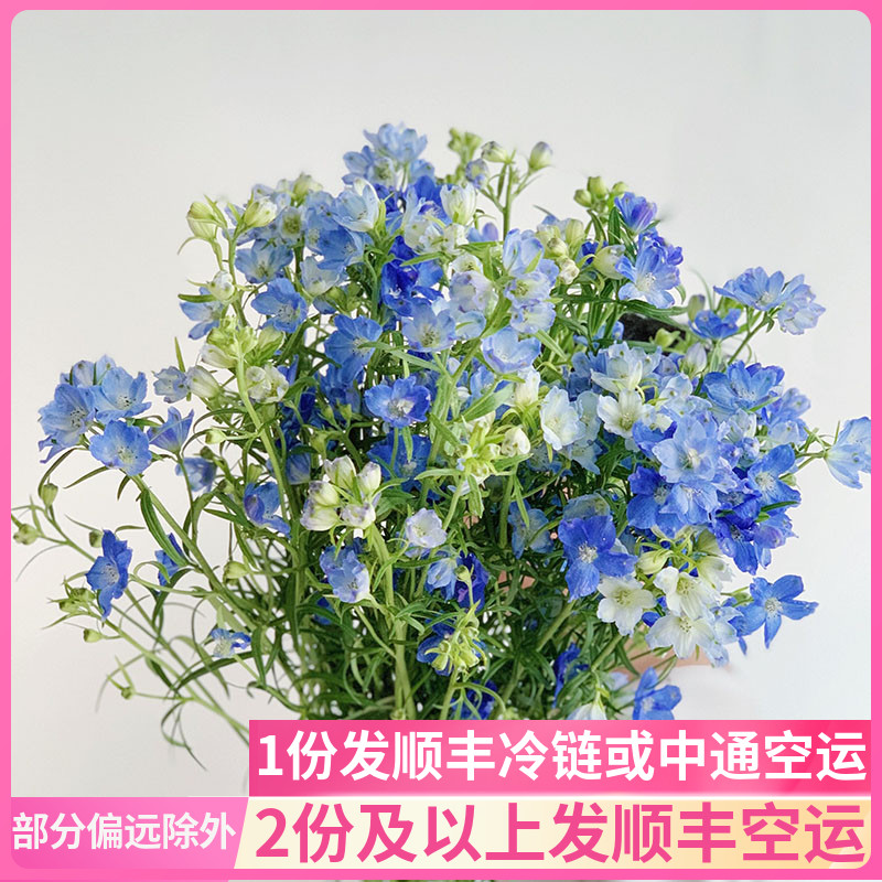 鲜花水养飞燕草基地直发