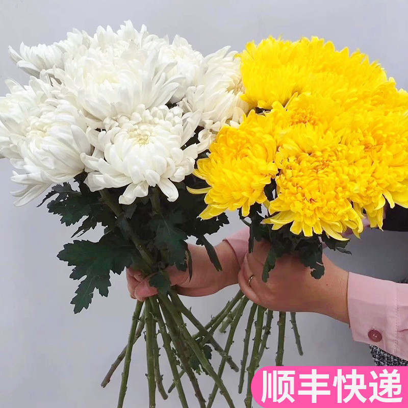 基地上坟直发昆明祭祀扫墓鲜菊花