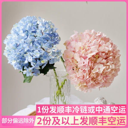 绣球鲜花云南直发昆明基地花卉插花水培新鲜真花斗南花市市场水养