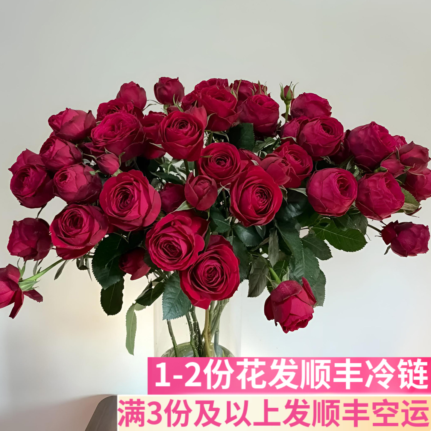 红蕾丝多头玫瑰泡泡稀有花材图片