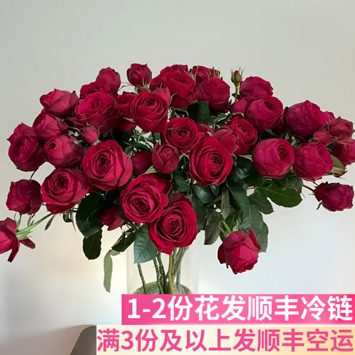 红蕾丝多头玫瑰泡泡稀有花材