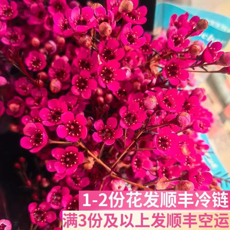澳洲腊梅超长花期顺丰包邮
