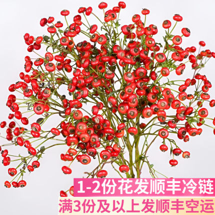 蔷薇果插花水养云南斗南鲜花基地直发昆明花卉市场批鲜切花发真花