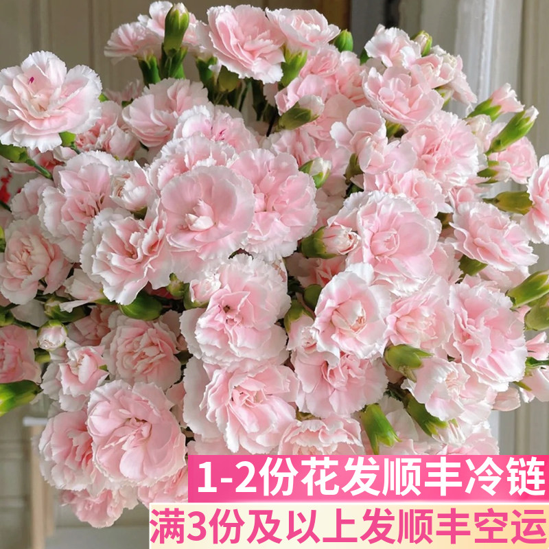 太子妃多头康乃馨基地直发