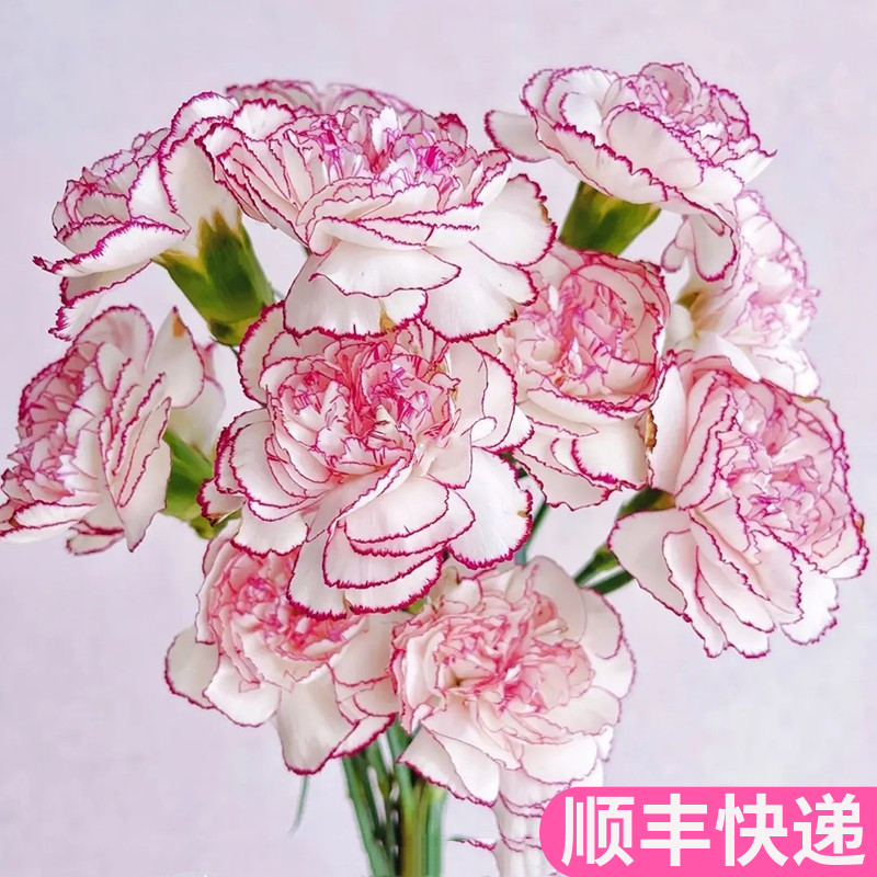 紫精灵康乃馨鲜花基地直发