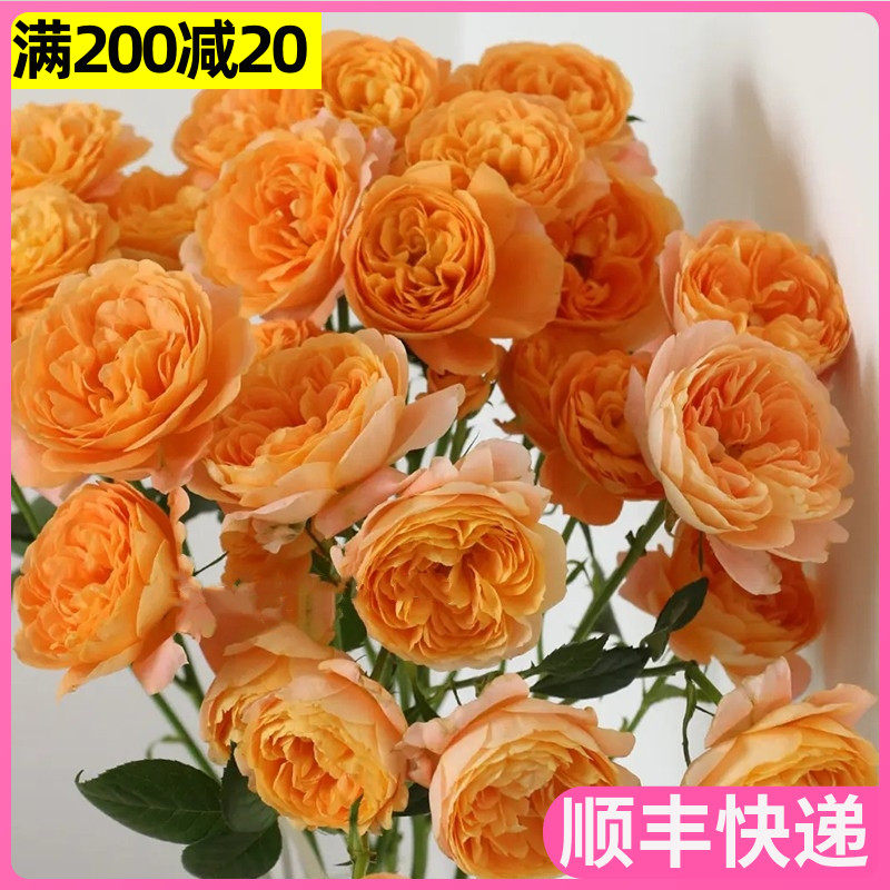 果汁阳台多头玫瑰泡泡云南斗南鲜花基地直发昆明花卉市场批切花发