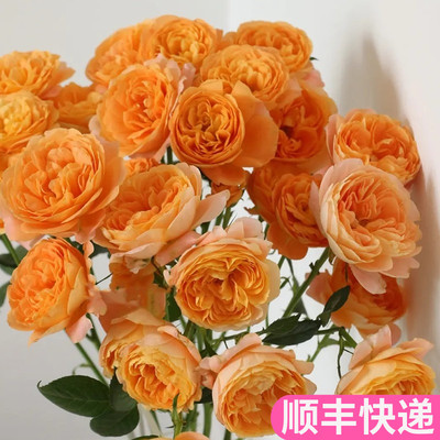 果汁阳台多头玫瑰泡泡基地直发