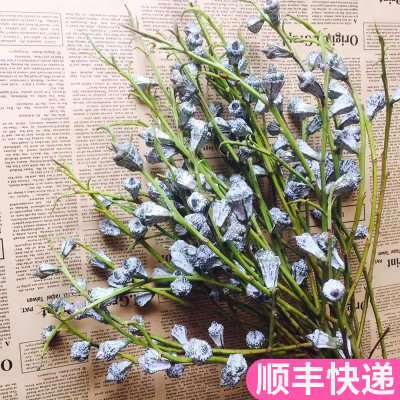 尤加利果可做干花云南基地直发