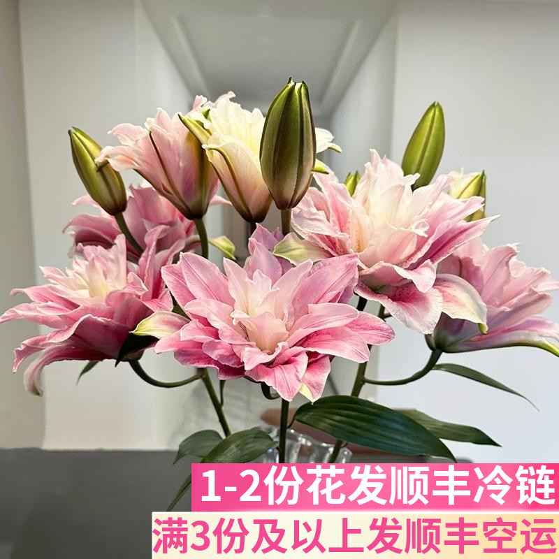 伊莎贝拉重瓣百合花粉色香水鲜花鲜切花多瓣客厅插花家用基地直发