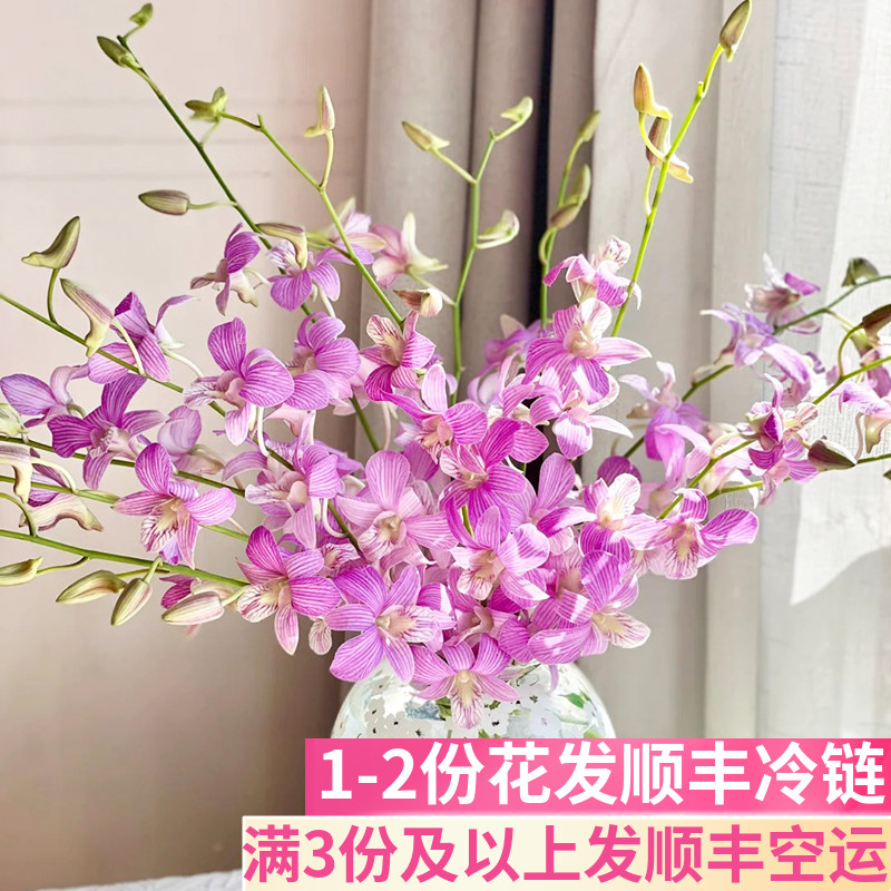 条纹紫洋兰鲜切基地直发