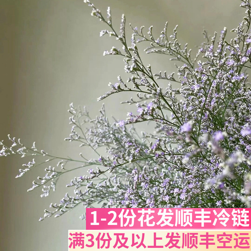 情人草配草云南基地直发