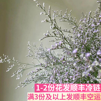 情人草配草云南基地直发
