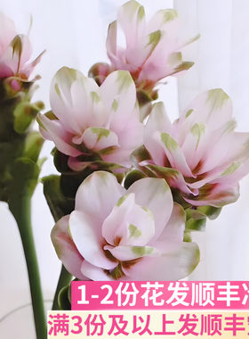 姜荷花鲜花插花家用办公室客厅