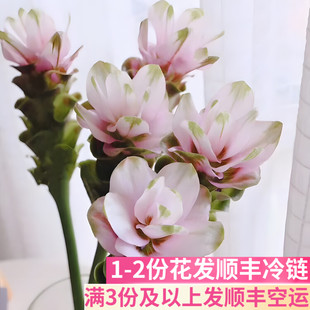 姜荷花鲜花插花家用办公室客厅室内斗南基地直发花卉市场夏鲜切花