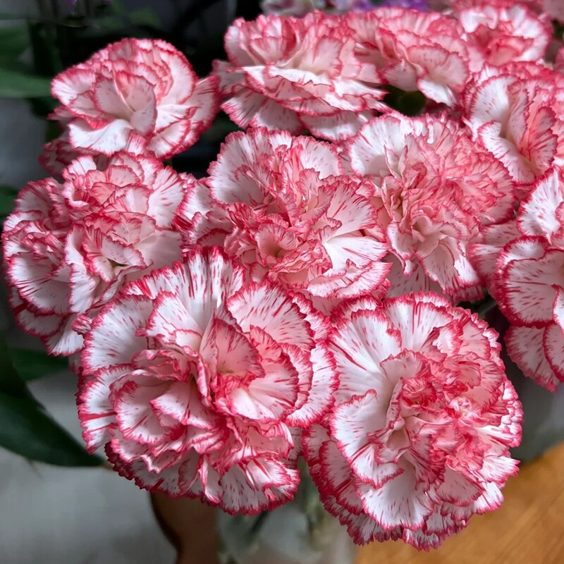 伊人康乃馨单头小众粉红边白底斗南鲜花基地直发花卉市场批鲜切发