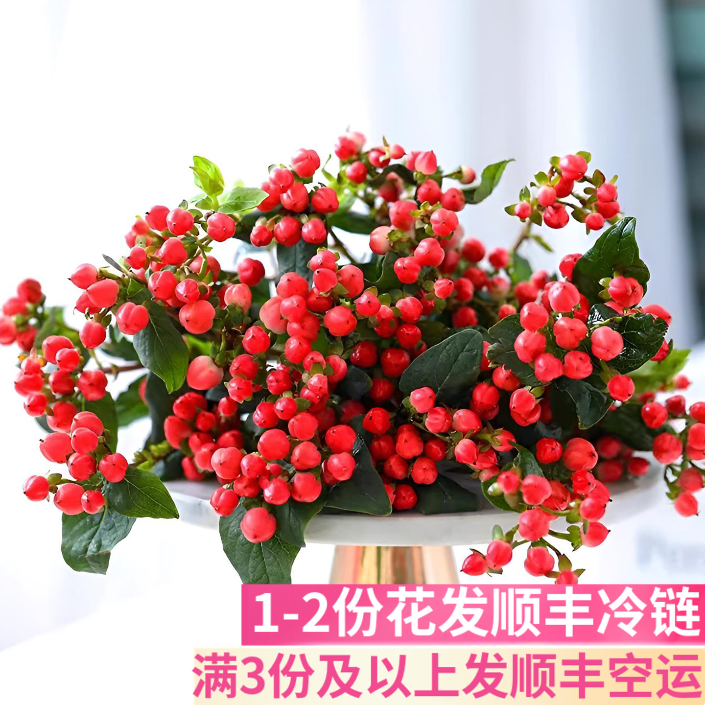 红豆鲜花相思豆真鲜切花