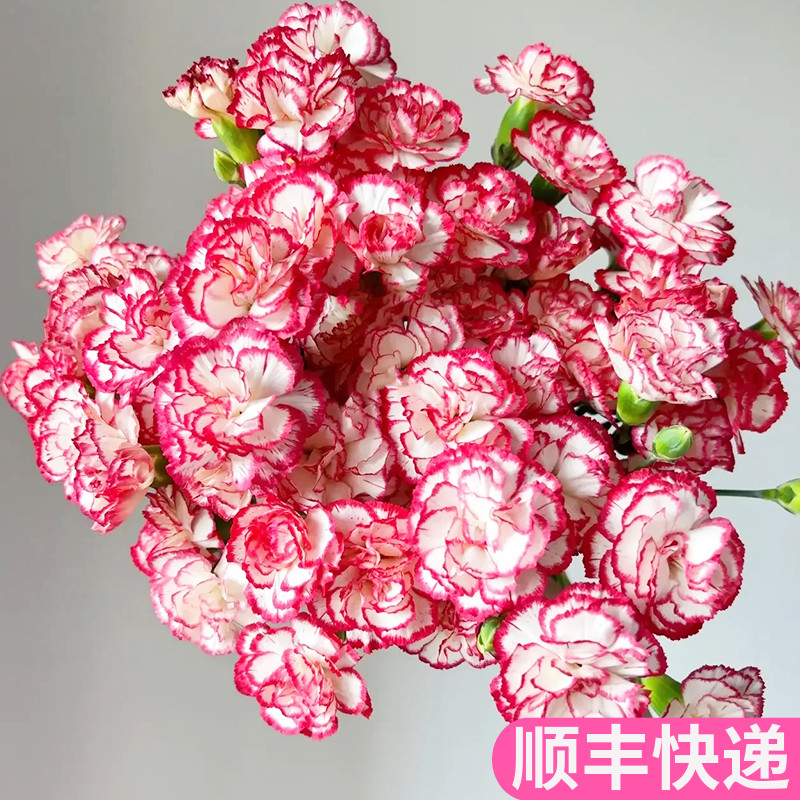 舞曲多头康乃馨鲜花基地直发