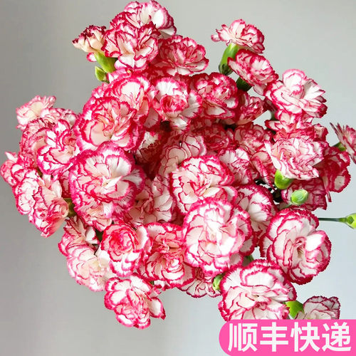 舞曲多头康乃馨鲜花基地直发