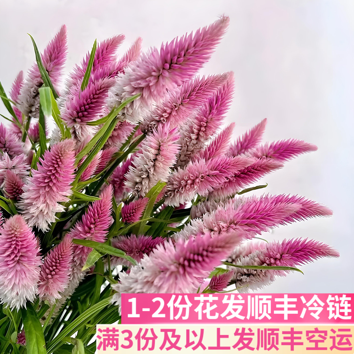 多头凤尾鲜花半干花基地直发