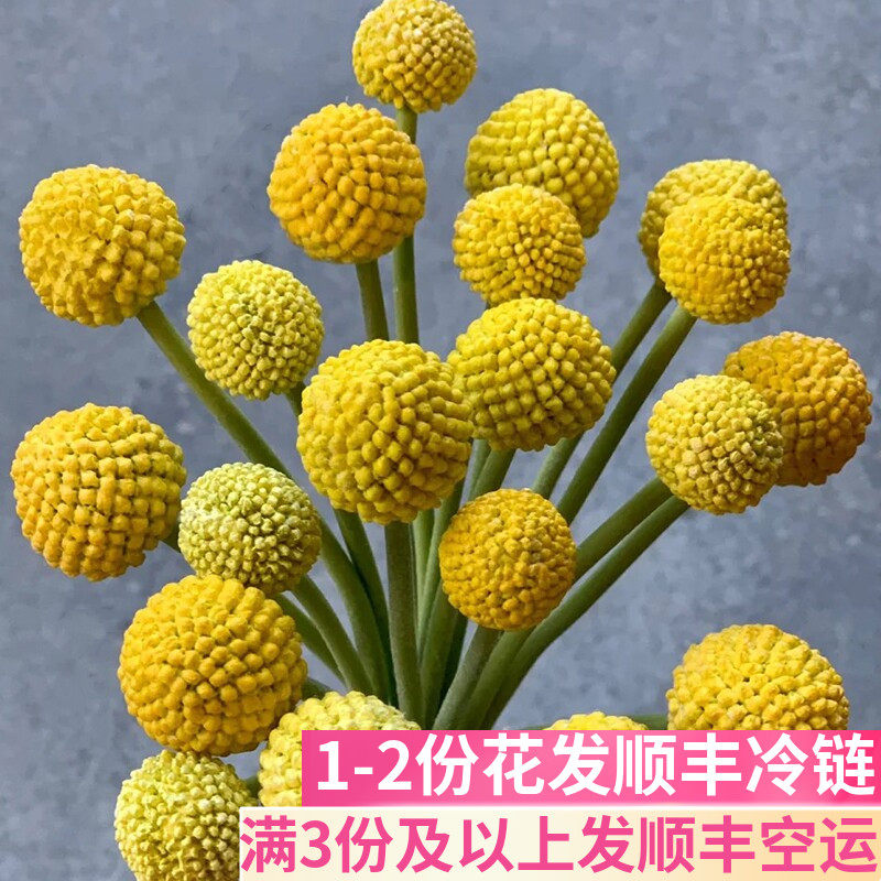 黄金球黄金槌鲜花基地直发