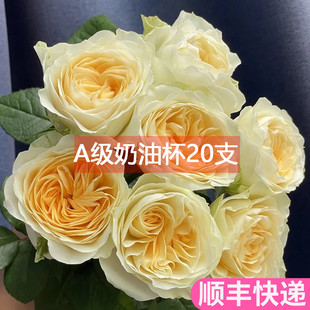A级奶油杯玫瑰花云南斗南鲜花基地直发昆明花卉市场批鲜切花发真