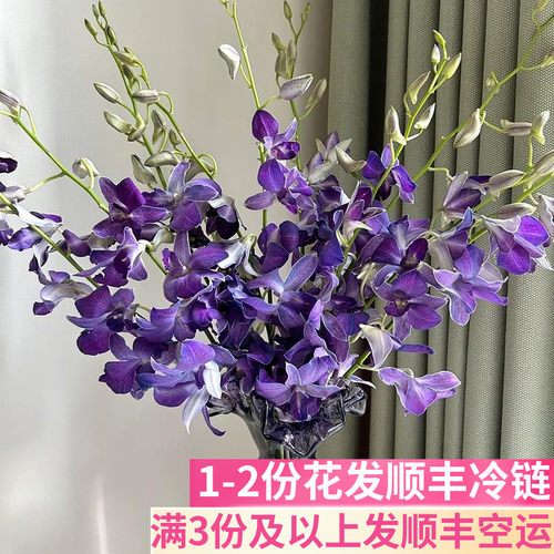 星黛露乌梅子酱洋兰稀有小众