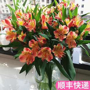 橙色水仙百合昆明斗南鲜花基地直发花束花卉家用水养六出花六初花