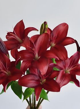 黑贝壳亚百合花斗南水养家用鲜花基地花卉市场云南直发黑红色