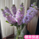 紫罗兰鲜花重瓣插花家用云南斗南基地直发花卉市场批鲜切花发真花