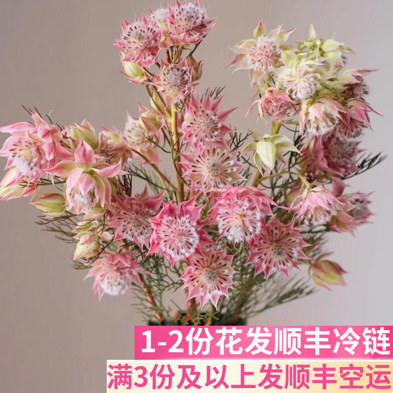 新娘花鲜切花小众顺丰包邮