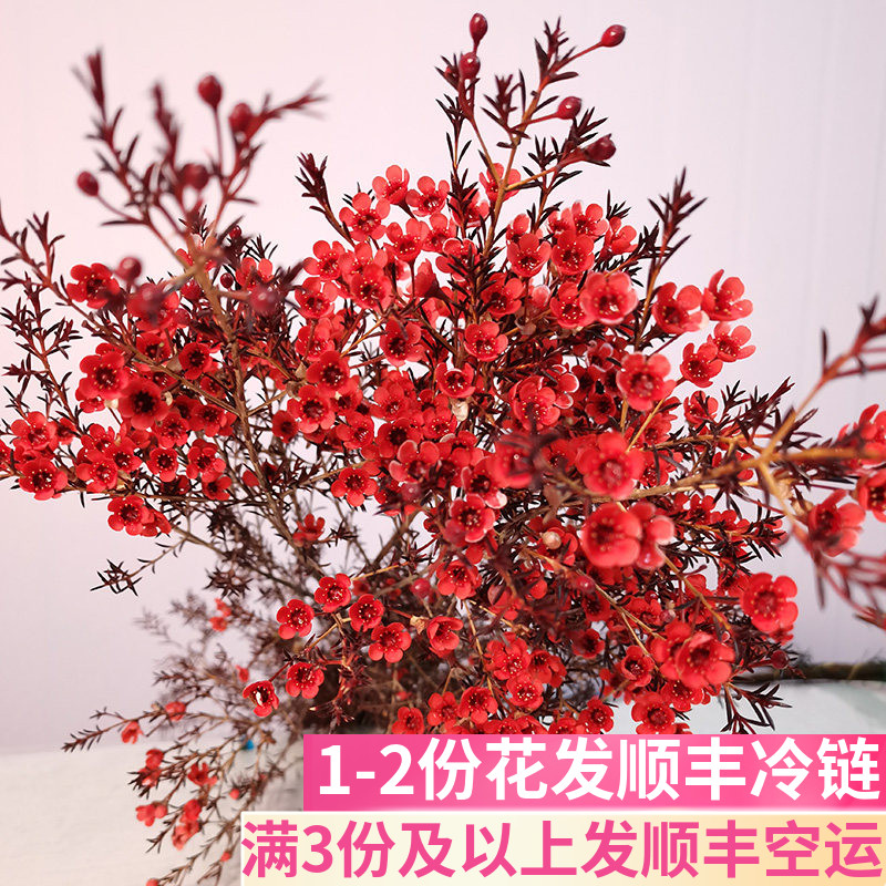 鲜花水养腊梅基地直发