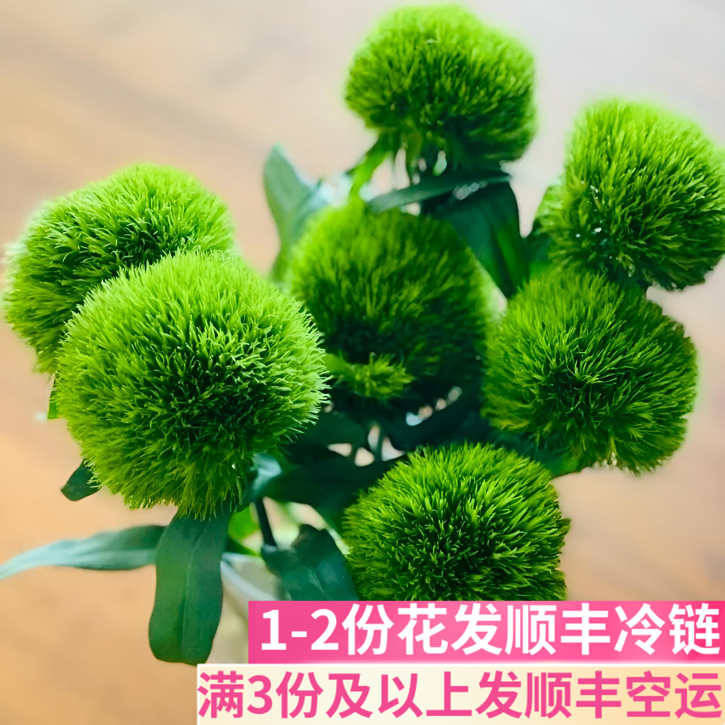 绿毛球鲜切花真花家用插花