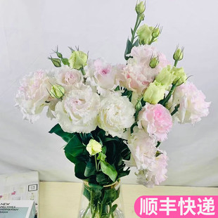 冰淇淋桔梗花鲜花云南直发基地昆明斗南花卉市场吉真花水养洋桔梗