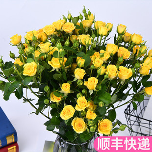 黄玫瑰梦幻芭比泡泡多头玫瑰斗南鲜花基地直发昆明花卉市场批切花
