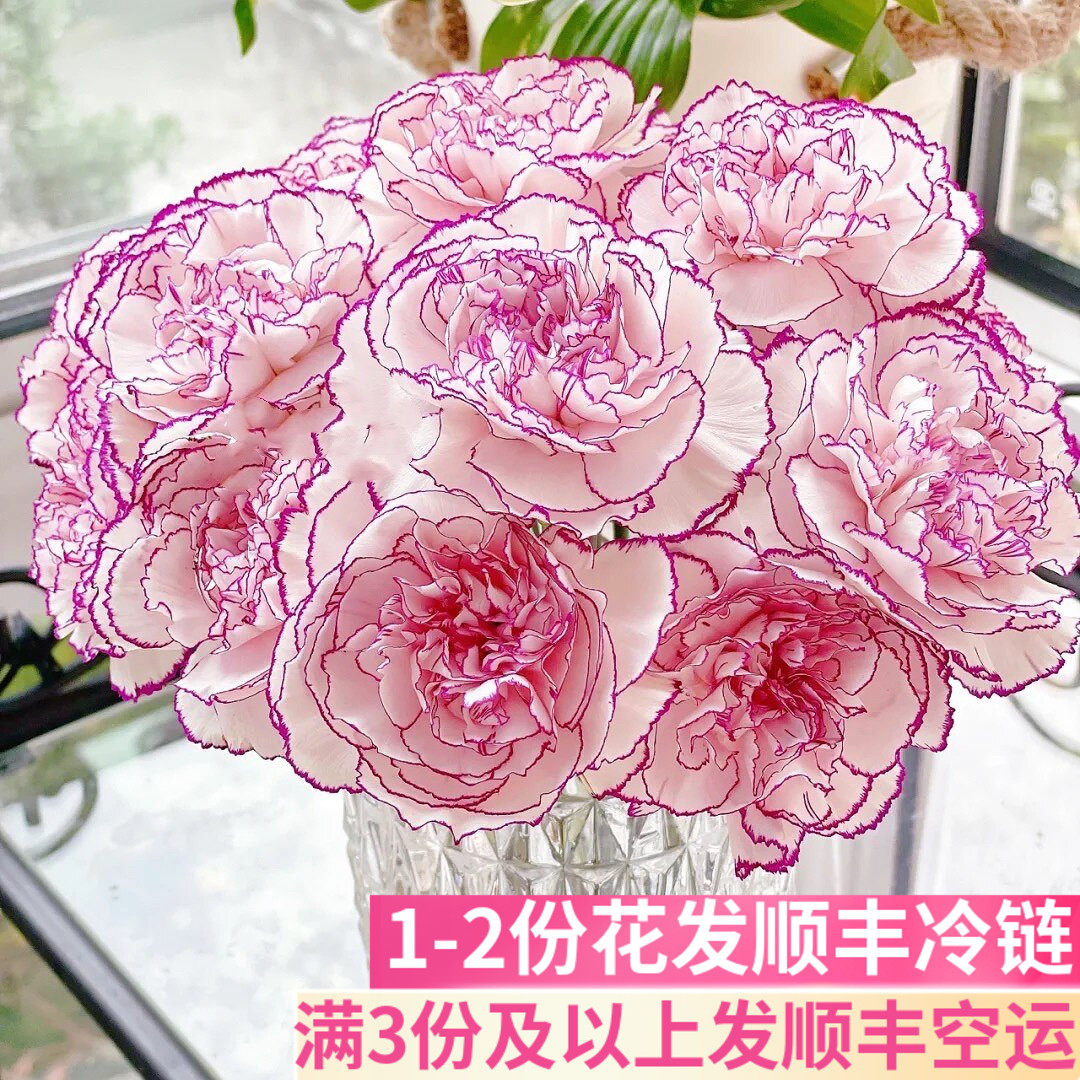 紫精灵康乃馨鲜切花鲜花基地直发