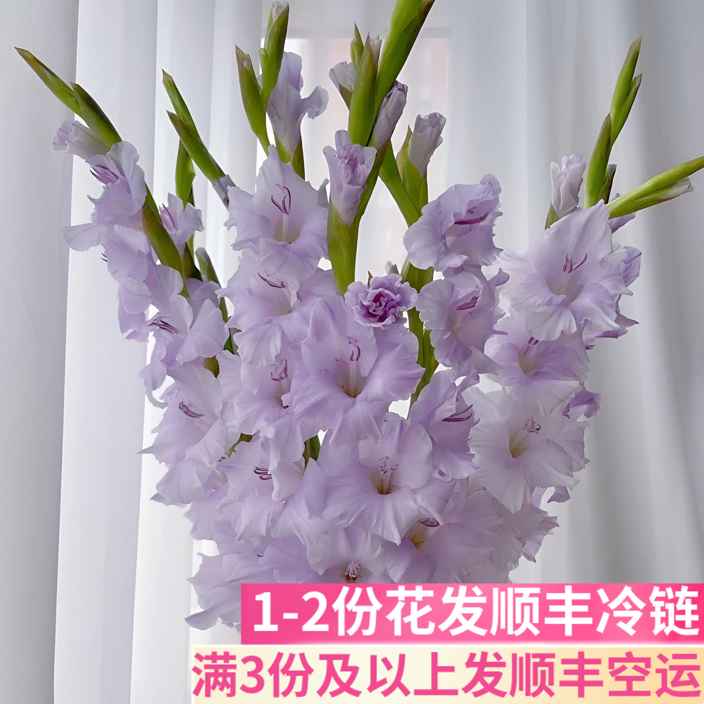 剑兰鲜花客厅阳台办公室商务插花