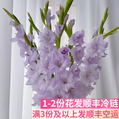 剑兰鲜花客厅阳台办公室商务插花