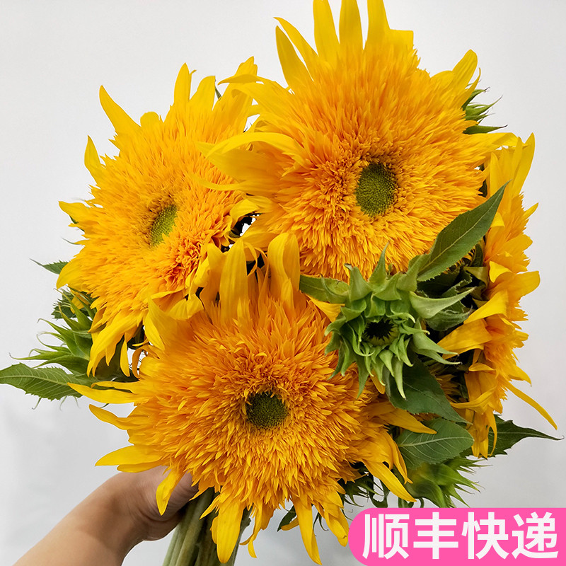 泰迪向日葵鲜花重瓣云南斗南基地直发昆明花卉市场批鲜切花发水养
