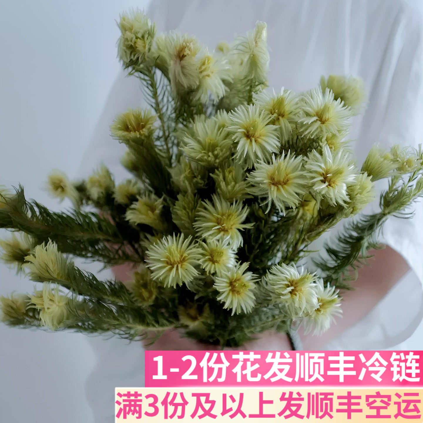 金鹅绒鲜切花小众稀有花材
