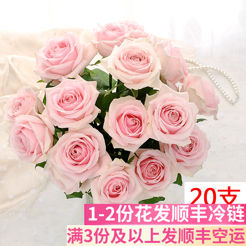 A级粉雪山玫瑰花鲜花基地直发