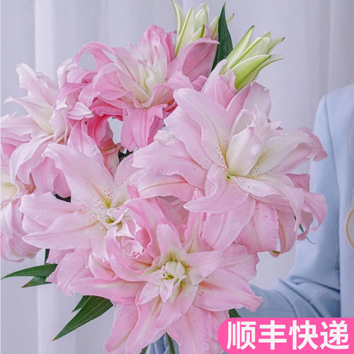 粉蝶戴安娜重瓣百合花客厅插花