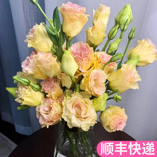 鲜花云南直发基地昆明斗南吉梗香槟色水养洋桔梗花桔梗花花卉市场