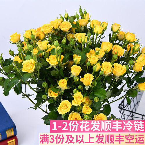梦幻芭比多头玫瑰鲜花基地直发