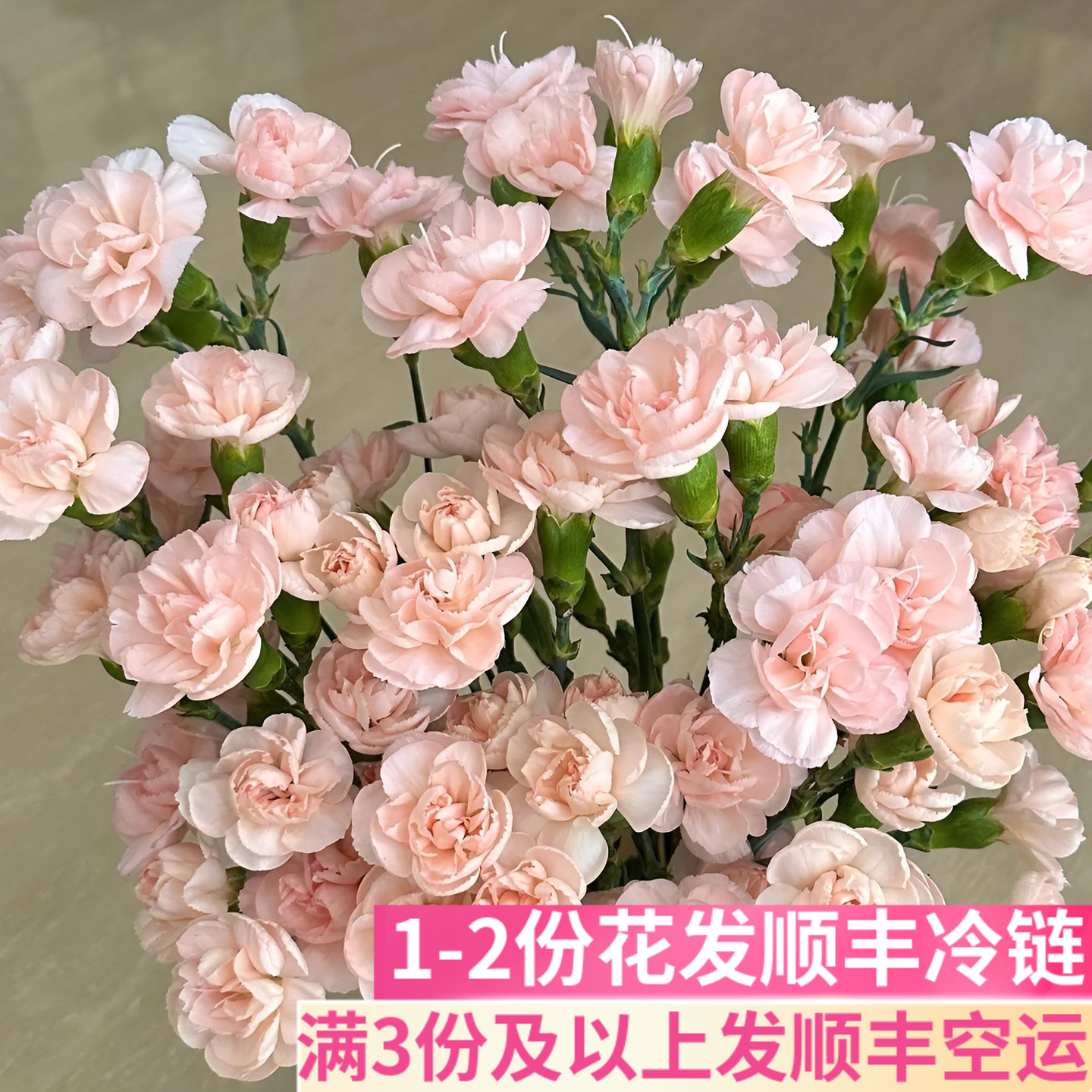 肉粉色流年多头康乃馨柔粉文艺