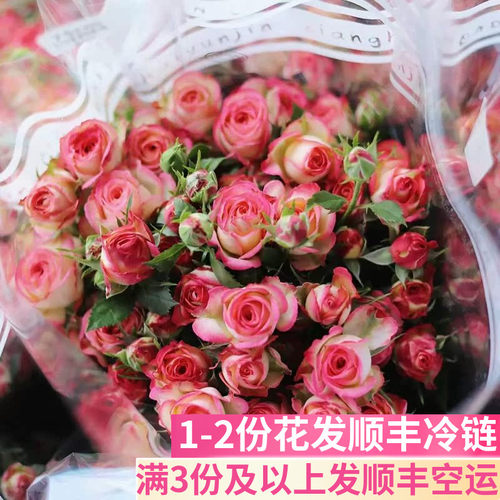 爱丽丝多头玫瑰客厅鲜花基地直发