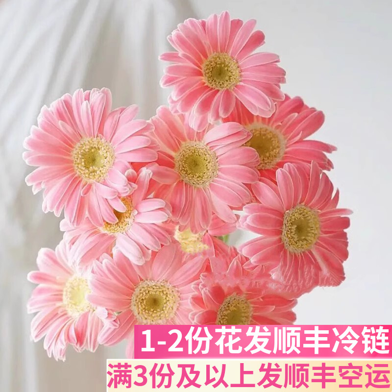 芭比娃娃非洲菊客厅鲜花基地直发