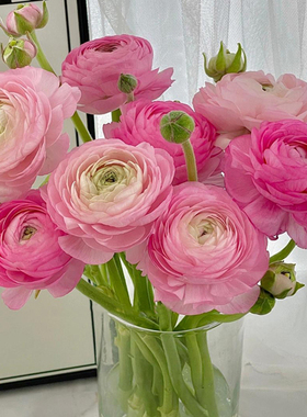 洋牡丹鲜花毛茛云南斗南基地直发昆明花卉市场插瓶水养顺丰真花