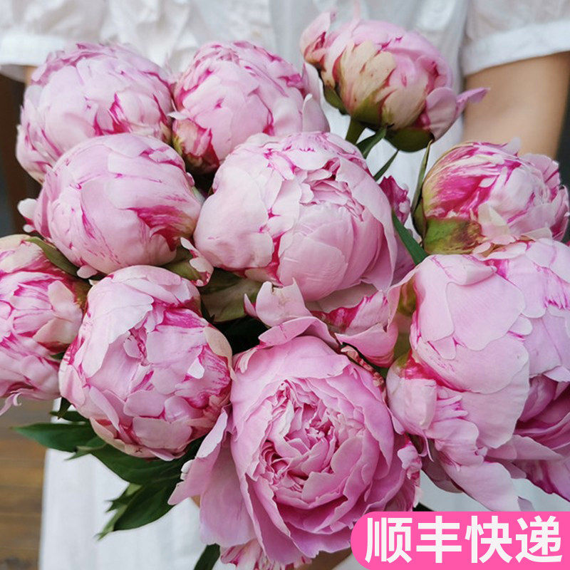 沙拉莎拉重瓣芍药进口插花家用礼物水养办公室内批切花发真花山东