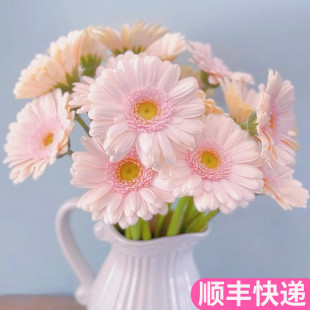 华沙弗朗花非洲菊斗南鲜花基地直发昆明花卉市场批鲜切花发粉顺丰